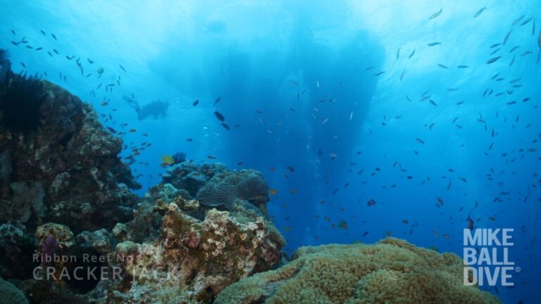 22-27 August 2024 | 5 Night Coral Sea & Cod Hole Expedition - Vimeo thumbnail