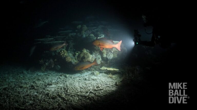 29 August – 3 September 2024 | 5 Night Coral Sea & Cod Hole Expedition - Vimeo thumbnail