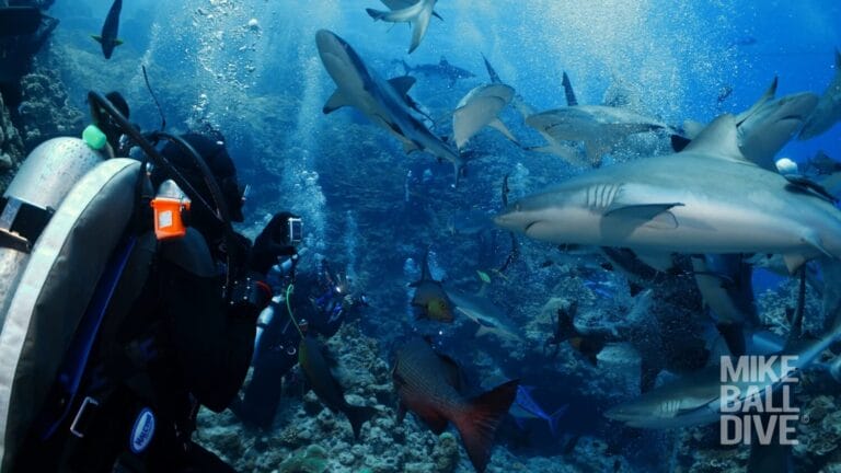 Far North Coral Sea Exploratory | 19-26 September 2024 - Vimeo thumbnail
